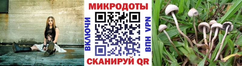 Галлюциногенные грибы GOLDEN TEACHER  цены наркотик  Черемхово 